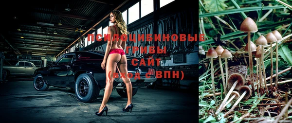 прущие грибы Ельня