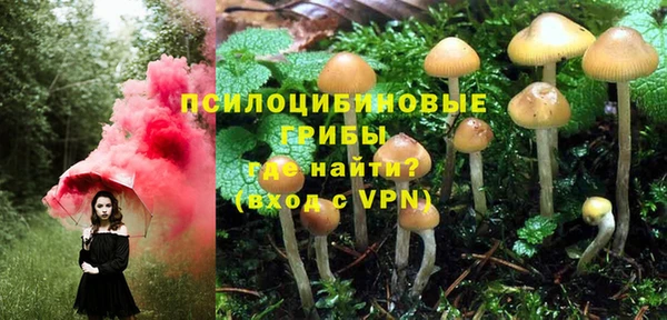 прущие грибы Ельня